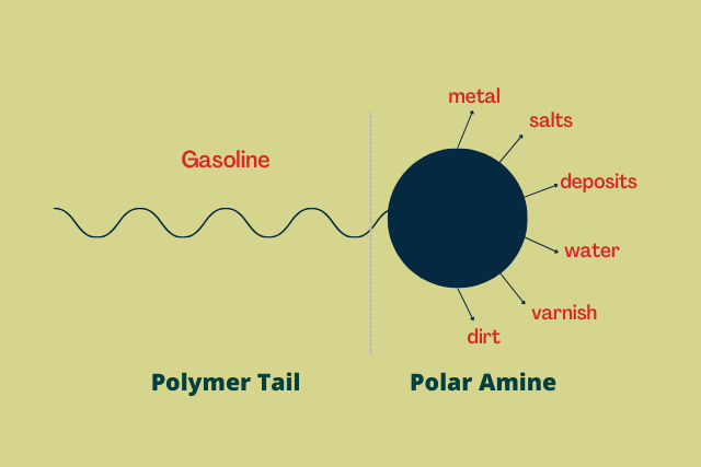 Detergent diagram with a polymer tail and polar amine